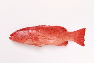 红色的热带海鲜石斑鱼东星斑