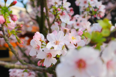 早春的吉野樱 开花