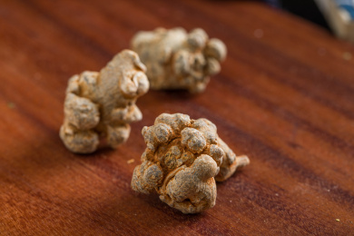 放在木板上的中国草药田七