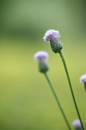 春天野草紫泥胡草 紫泥胡草