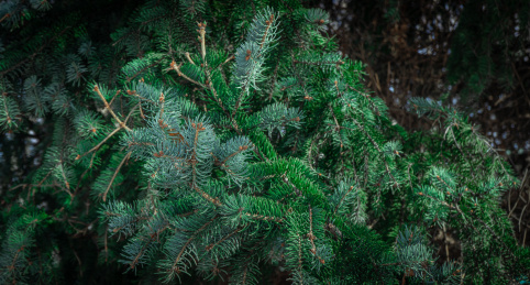 中国东北冬季户外松柏