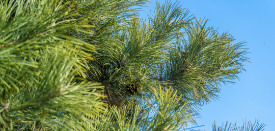 中国东北冬季户外松柏