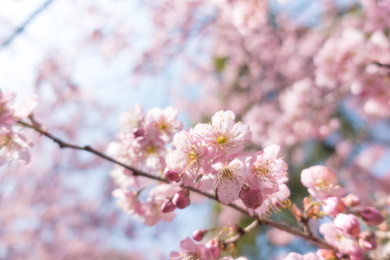粉红色的樱花在春季盛开