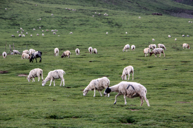 中国青海省祁连山上放牧的羊群