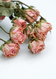 粉红色的风干玫瑰花放在白色桌面上