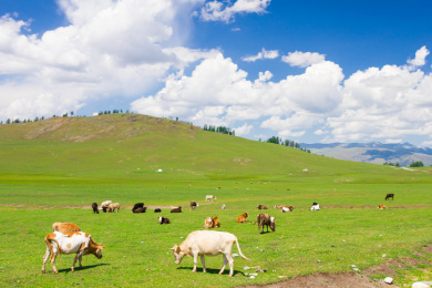 中国新疆喀纳斯景区的牧场