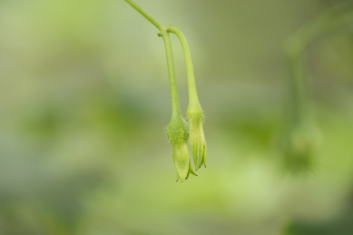 喇叭花的花苞 牵牛
