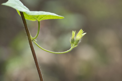 喇叭花的花苞 牵牛