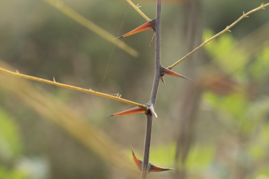 植物茎秆上的圪针 植物