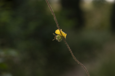 秋天野外藤本植物的枝叶