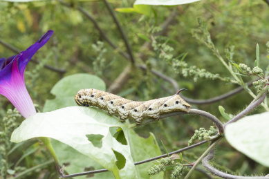 正在啃食植物叶子的豆青虫