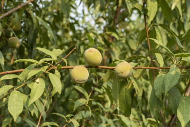 长在树枝上的毛桃 植物