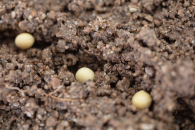 春季播撒在土壤里的黄豆种子