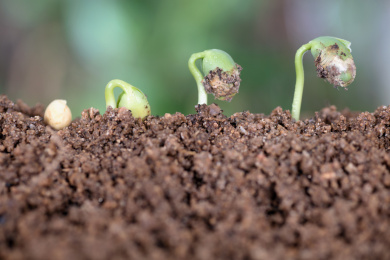 一粒黄豆种子逐渐生长发芽的过程
