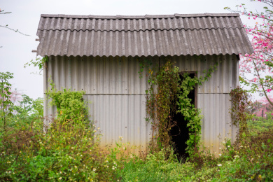 中国首批外来入侵物种杂草薇甘菊和旧房子