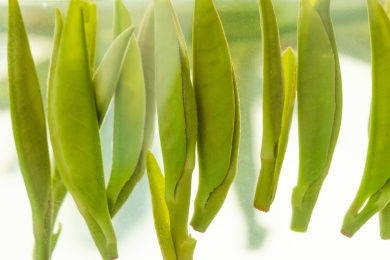 明前春茶茶饮