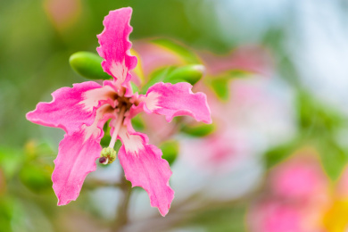 冬季盛花期的美丽异木棉花朵特写