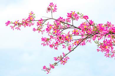 冬季盛花期的美丽异木棉