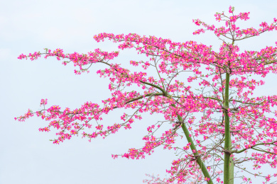 冬季盛花期的美丽异木棉