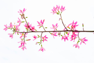 冬季盛花期的美丽异木棉