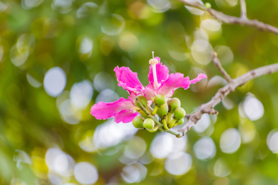 冬季盛花期的美丽异木棉花朵特写
