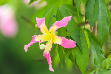 冬季盛花期的美丽异木棉花朵特写