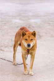 家门口看家护院的中华田园犬