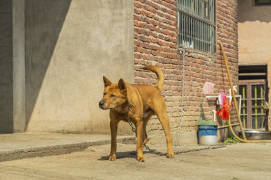 江西农村家门口的大黄狗