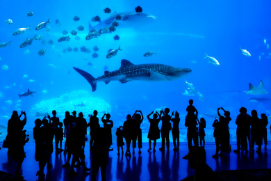 海洋公园的海底生物馆