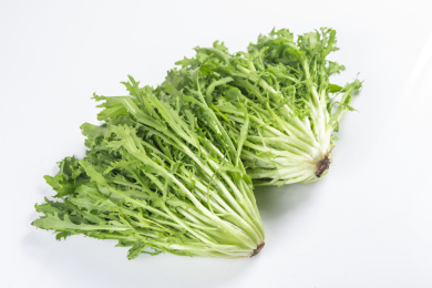 具有保健功效的蔬菜苦菊特写