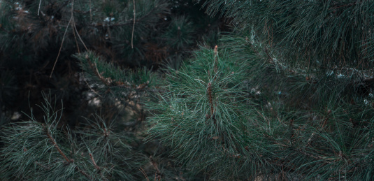 中国东北冬季户外松柏