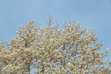 盛开的白色玉兰花 树