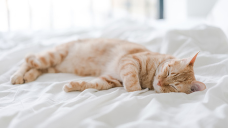 一只橘猫在床上睡觉
