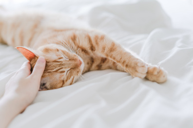 一只橘猫在床上睡觉