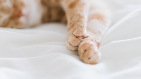 橘猫的猫爪子