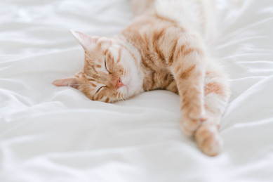 一只橘猫在床上睡觉