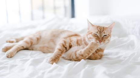 一只橘猫在床上