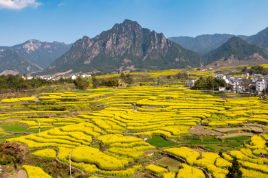 中国安徽省歙县家朋乡油菜花