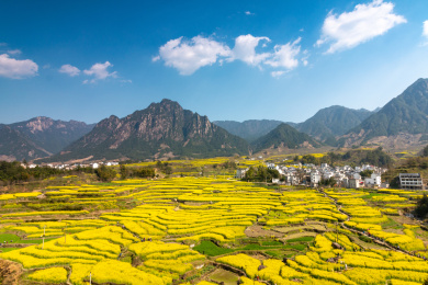中国安徽省歙县家朋乡油菜花