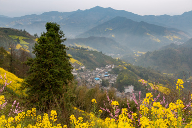 中国安徽省歙县石潭油菜花