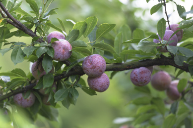 挂满成熟芙蓉李果实的树枝特写
