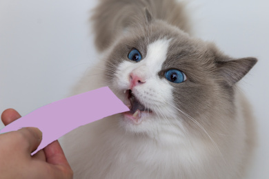 享用美食时布偶猫夸张的馋相