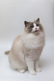 坐着眯眼微吐舌的布偶猫