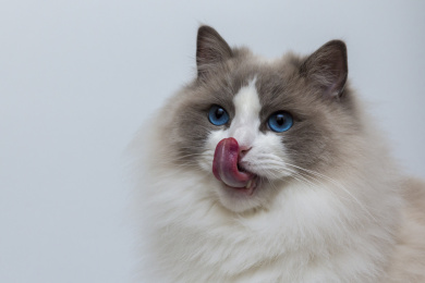 布偶猫伸舌舔鼻子动感神态