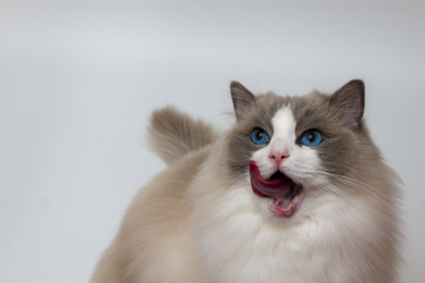 布偶猫伸出飘逸的舌头动感神态