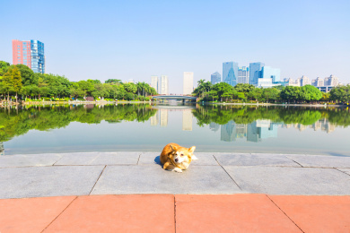 佛山千灯湖广场晒太阳的威尔士柯基