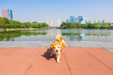 佛山千灯湖广场晒太阳的威尔士柯基