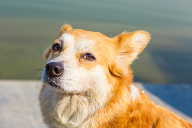 佛山千灯湖广场晒太阳的威尔士柯基