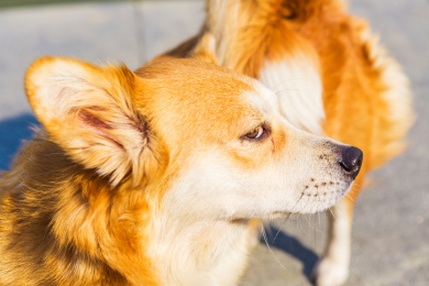 佛山千灯湖广场晒太阳的威尔士柯基