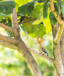 以色列国鸟戴胜
